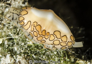 Flamingo Tongue by Michelle Davis 